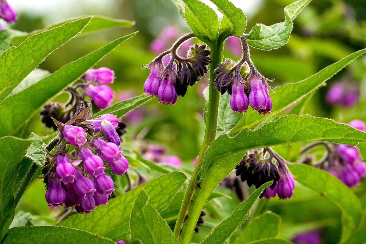 True Comfrey Seeds 30 Count Non-GMO Heirloom Symphytum officinale Purple Flowers, USA Grown, Perennial Garden Plant