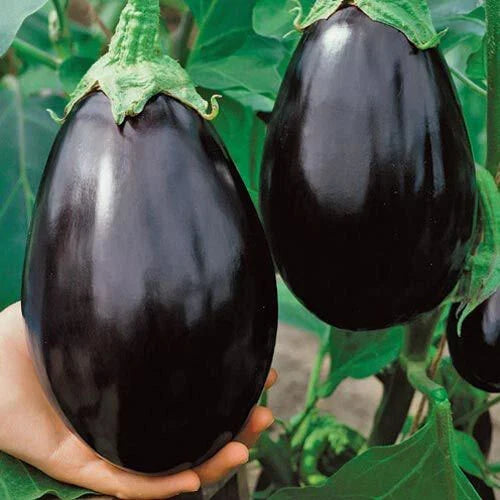 Black Beauty Eggplant Seeds - Heirloom Solanum melongena, High Yield, Glossy Black-Purple Fruits, 25 Pack