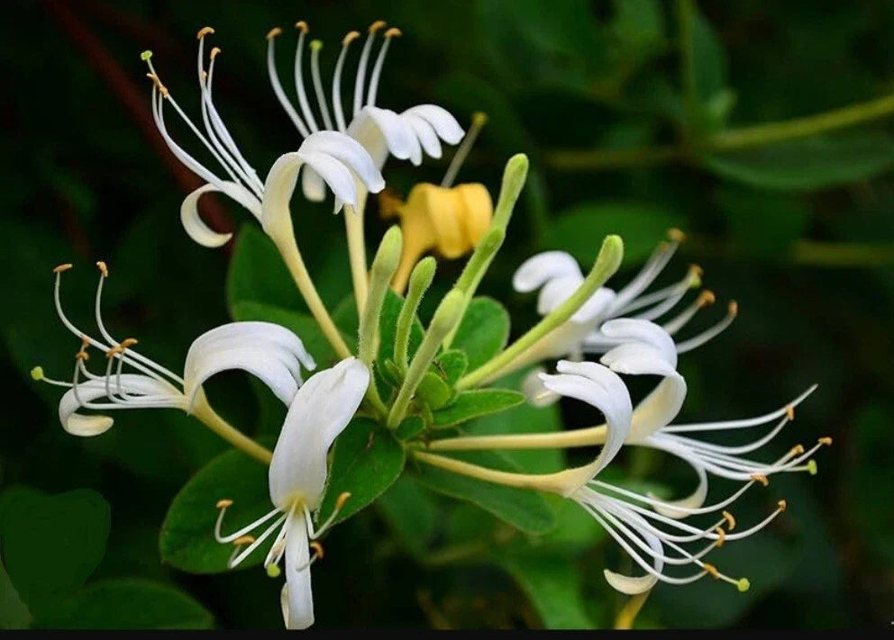 White Honeysuckle Vine Live Plant, Bare Root, Fragrant Lonicera japonica, Climbing Vine, 1-3 Feet, Hardy, Pollinator Attracting