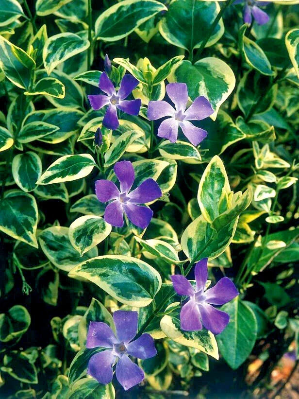 Vinca Major Variegated Big Leaf Ground Cover 25 Plants in 3.5 Inch Pots Perennial Border Plant