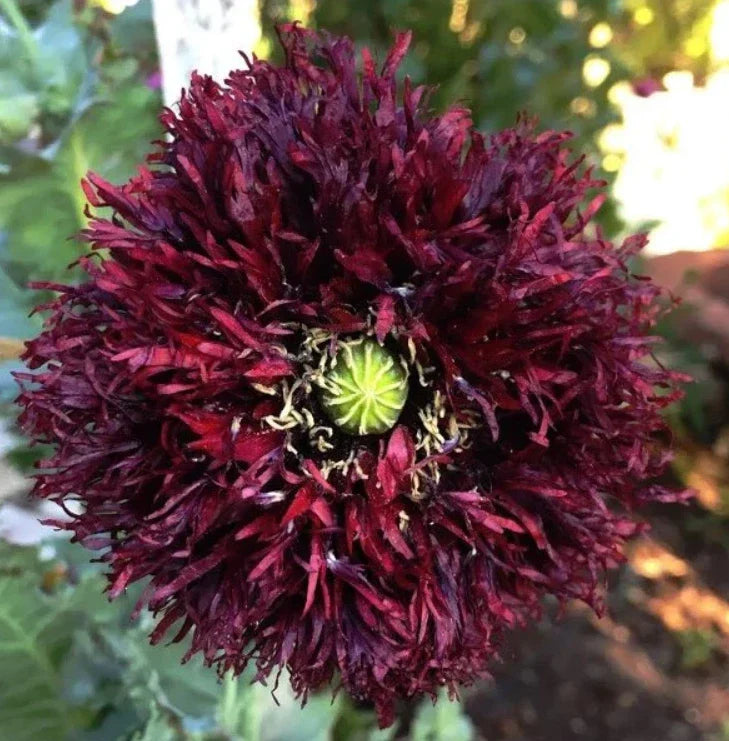 Black Swan Poppy Seeds – 500 Non-GMO Papaver somniferum for Large, Frilly Dark Purple Blooms, Attracts Bees & Butterflies