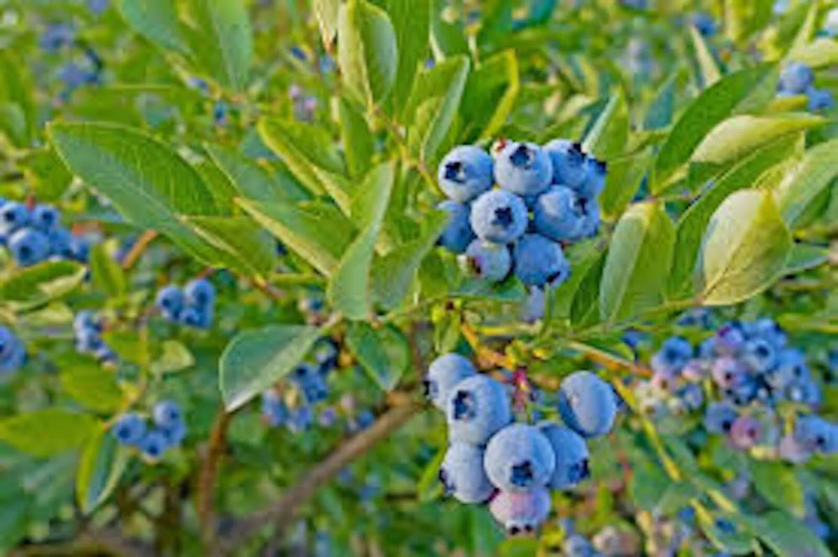 Dwarf Blueberry Plant Starter 4-6" Tophat Variety Vaccinium angustifolium Edible Fruit for Container Gardening