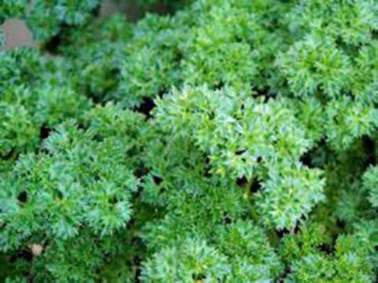 Heirloom Triple Curled Parsley Seeds – Non-GMO Petroselinum crispum, 500 Seeds for Indoor & Outdoor Gardens