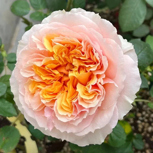 Impressionist Climbing Rose Cuttings – Everblooming with Large Blooms – Rosa 'Impressionist' – Live Plant Set for Garden Trellises