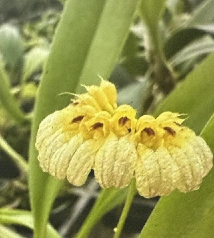 Bulbophyllum Auratum Orchid Plant in 2-Inch Pot – Exotic Tropical Flowering Orchid for Indoor and Outdoor Display