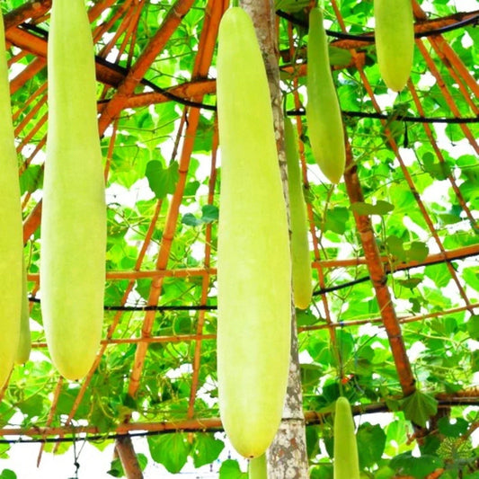 Nam Tao Ngam Long Bottle Gourd Seeds - Hybrid Cucurbita Maxima for 2025 Planting, Vining, High Germination Rate