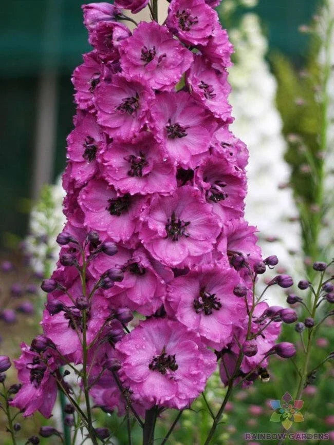 Pink Punch Delphinium Seeds - 200+ Pack for Garden Planting, Delphinium elatum, Vibrant Pink Blooms, Attracts Pollinators, Easy to Grow