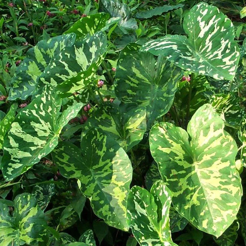 Elephant Ear Plant Starter - Alocasia Camouflage Pattern - HILO BEAUTY - Small Rooted Indoor/Outdoor Plant