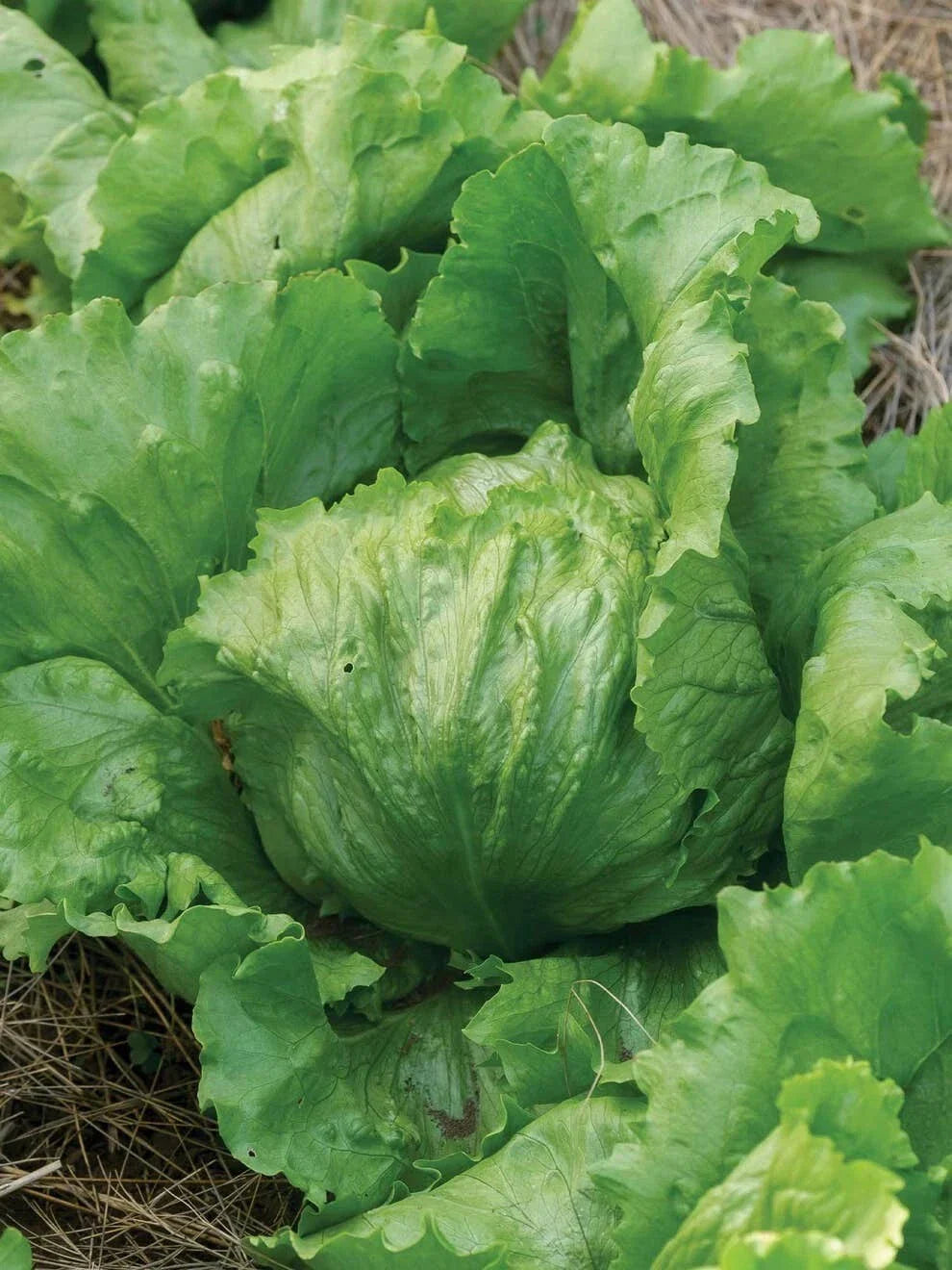 Iceberg Lettuce Seeds - Organic Non-GMO Heirloom, Lactuca sativa, 250+ Seeds for Home Garden & Container Growing