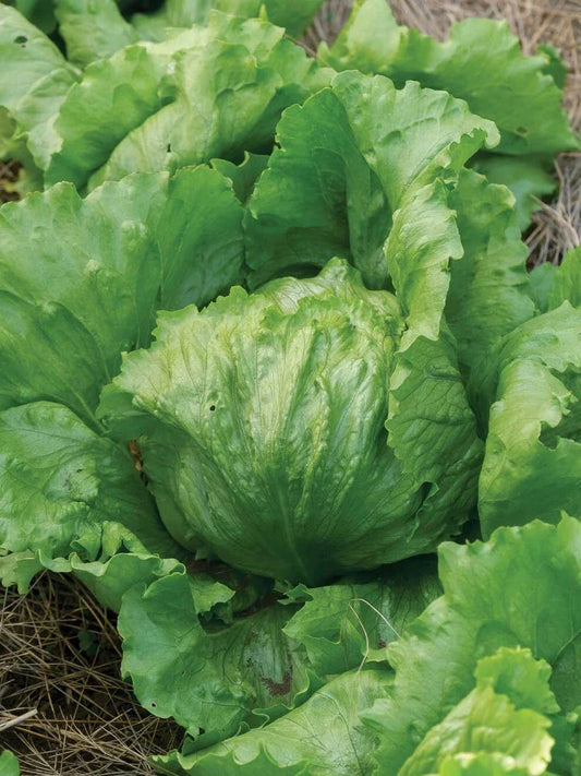 Iceberg Lettuce Seeds - Organic Non-GMO Heirloom, Lactuca sativa, 250+ Seeds for Home Garden & Container Growing