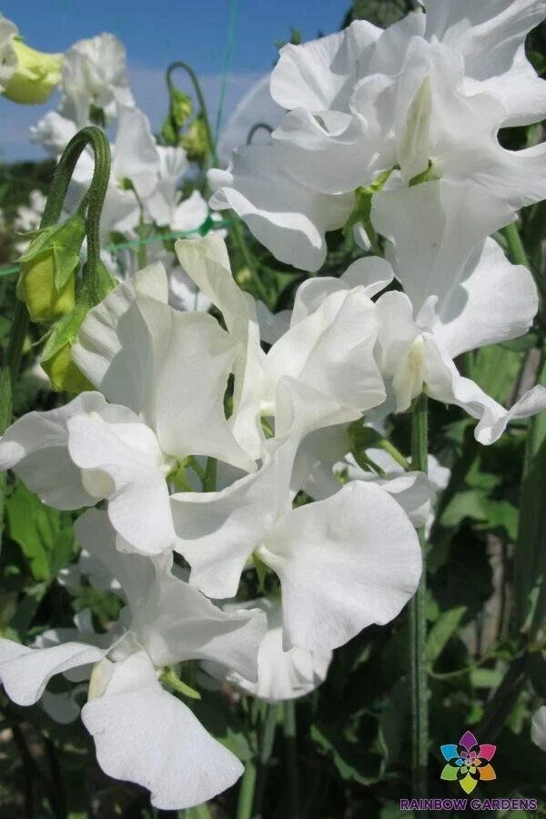 White Supreme Sweet Pea Seeds - 50 Premium Lathyrus odoratus Climbing Vines for Garden, Fences & Trellises