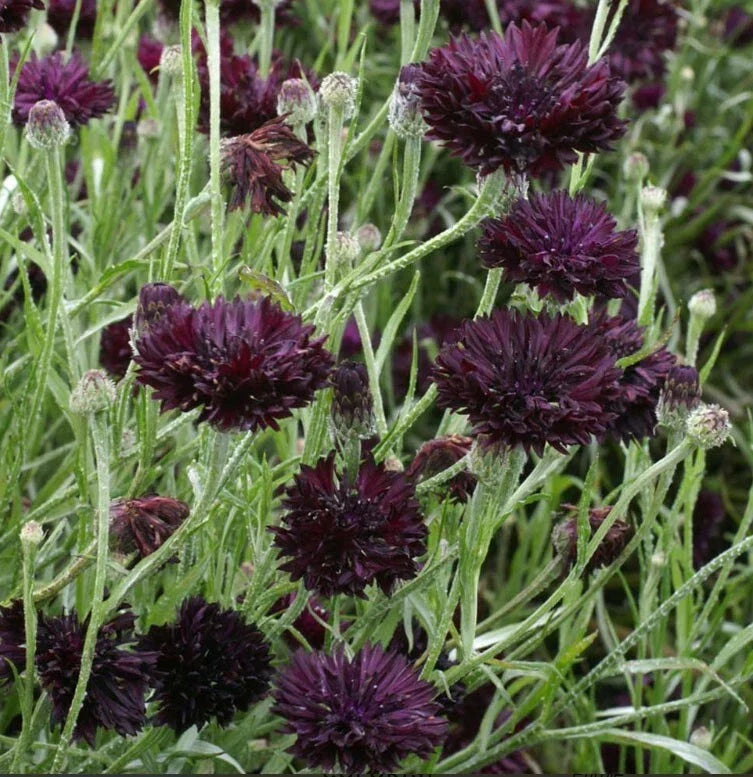 Cornflower Seeds - 400 Non-GMO Black Ball Purple Cut Flowers - Centaurea cyanus for Garden, Cut Arrangements, Pollinator Attractant