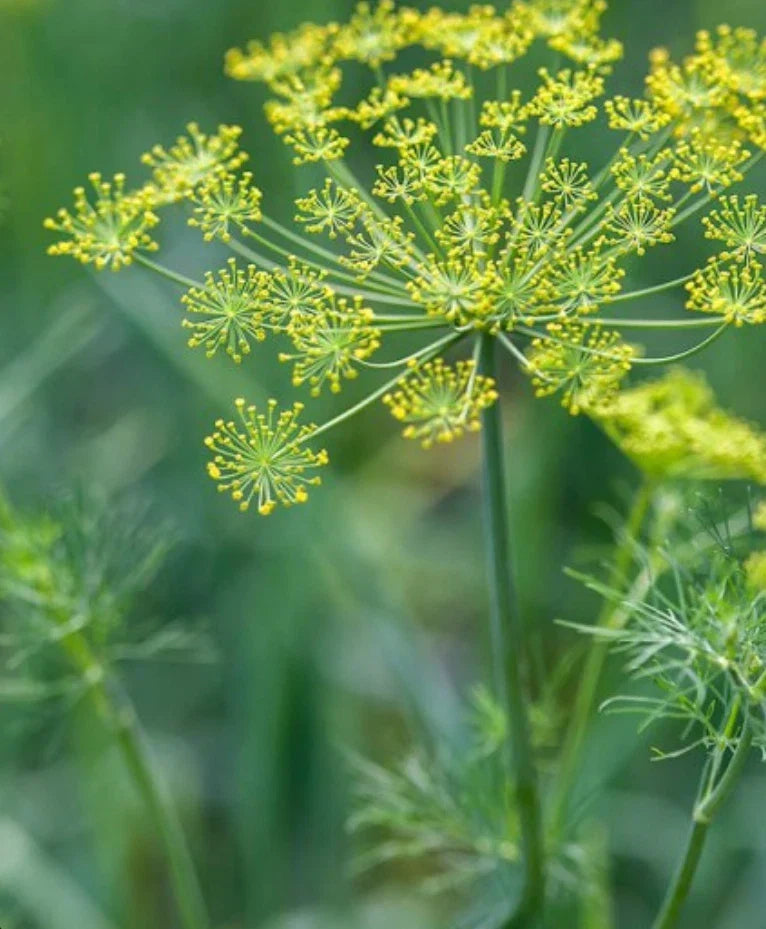 Dill Seeds 2000 Count - Non-GMO Anethum graveolens Herb Seeds for Culinary & Garden Use