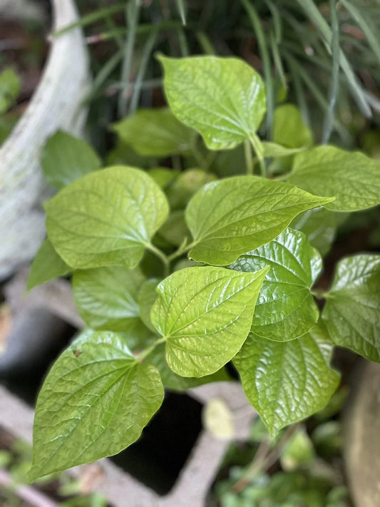 Live Organic Piper Lolot Plant 12"+ (Lá Lốt) - Culinary Herb, Piper sarmentosum, Bare Root, Indoor & Outdoor Gardening