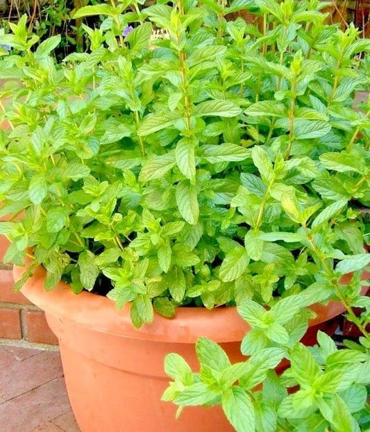 Organic Spearmint Seeds - Mentha spicata Herb Garden, Container, Mint Tea, 301+ Non-GMO Seeds