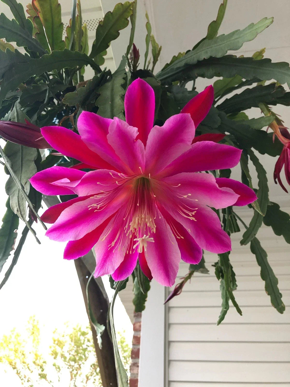 Epiphyllum Cuttings - Mystery Color - Cactus Succulent - Epiphyllum spp. Indoor Outdoor Plant Propagation