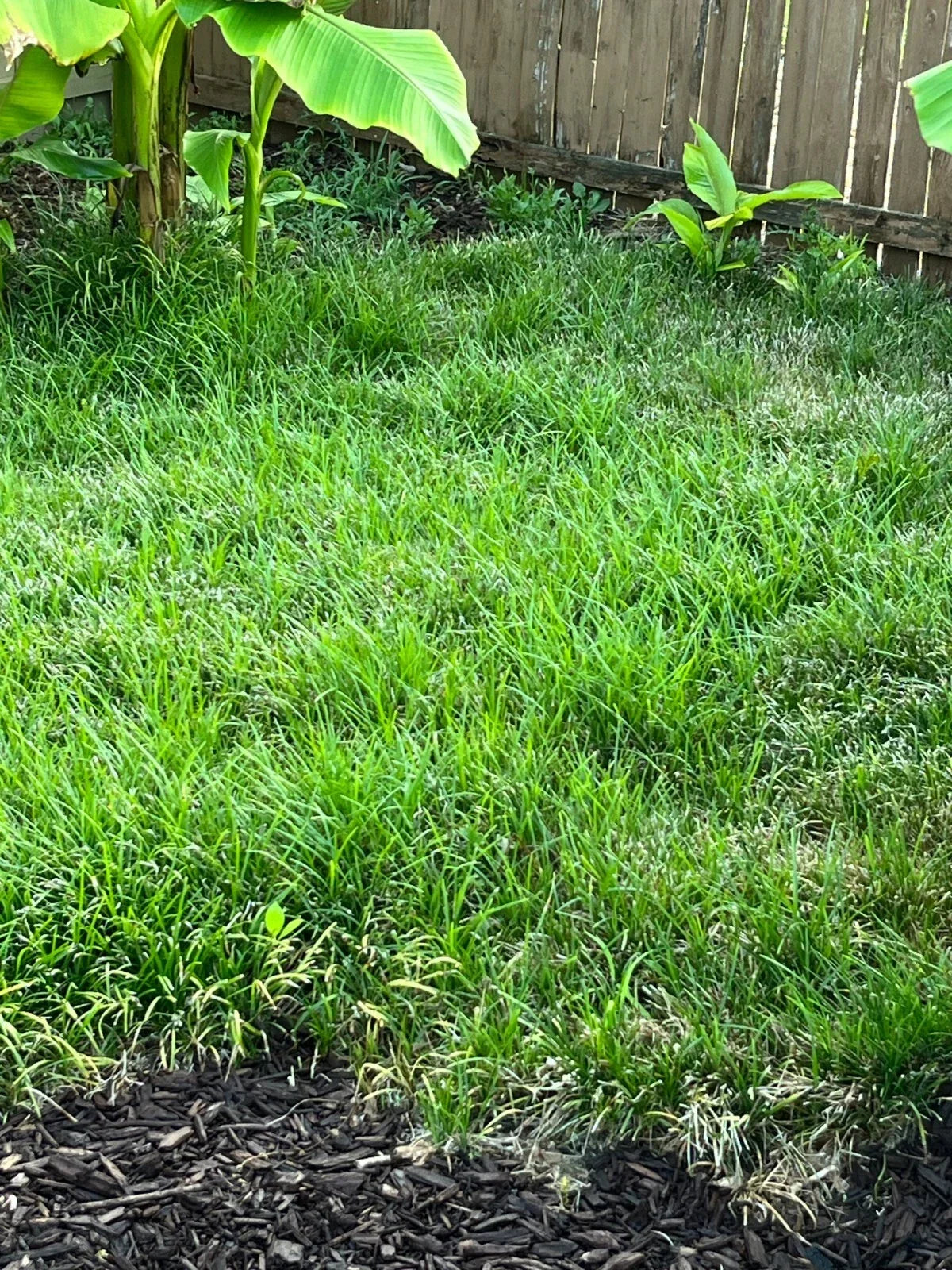 Thick Carpet Mondo Grass Groundcover Plants - 50+ Evergreen Lilyturf Ophiopogon japonicus for Borders, Pathways & Landscaping