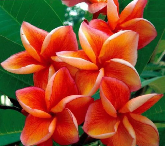 Orange Plumeria Seeds - Perennial Tropical Flower for Garden & Lei - Plumeria rubra - 5 Seeds