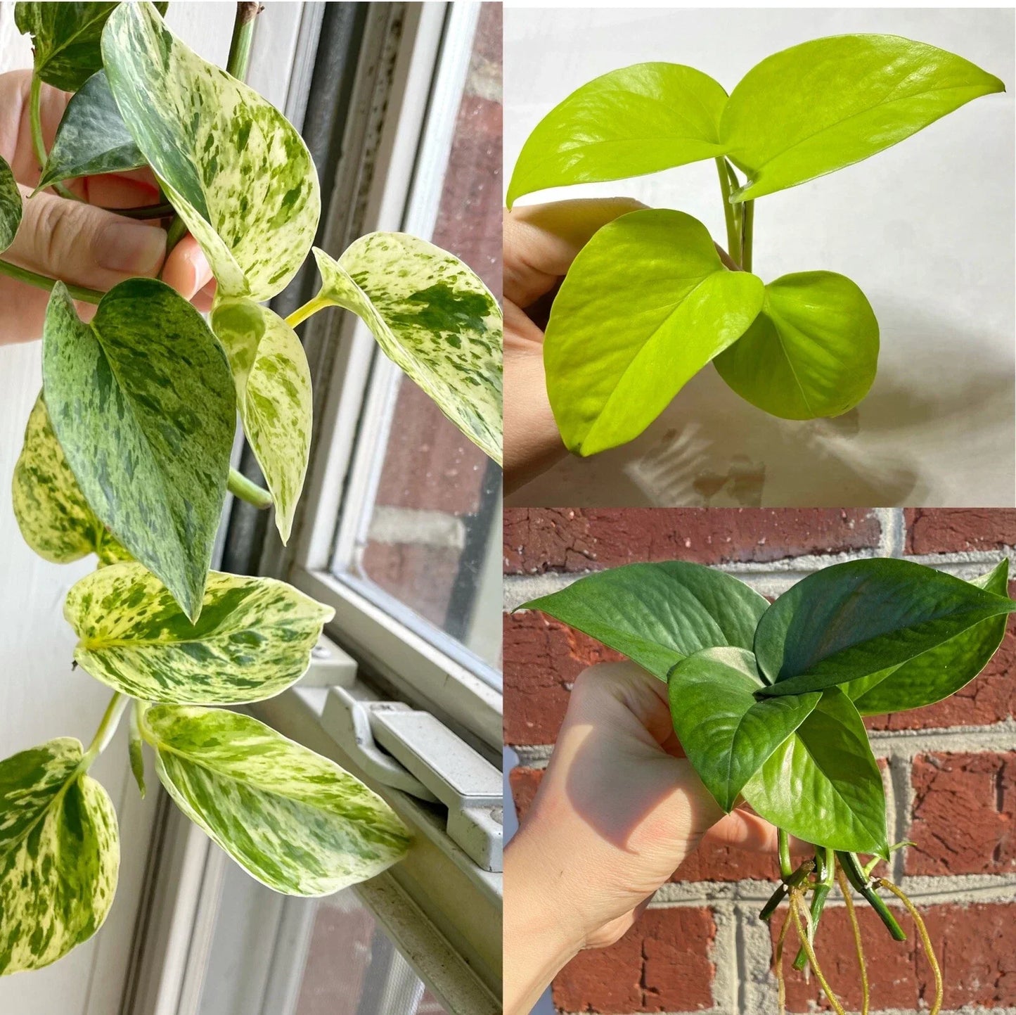 Pothos Cuttings Set 6 - Marble Queen, Lemon Neon, Jade Green Epipremnum aureum Indoor Plants for Home Decor