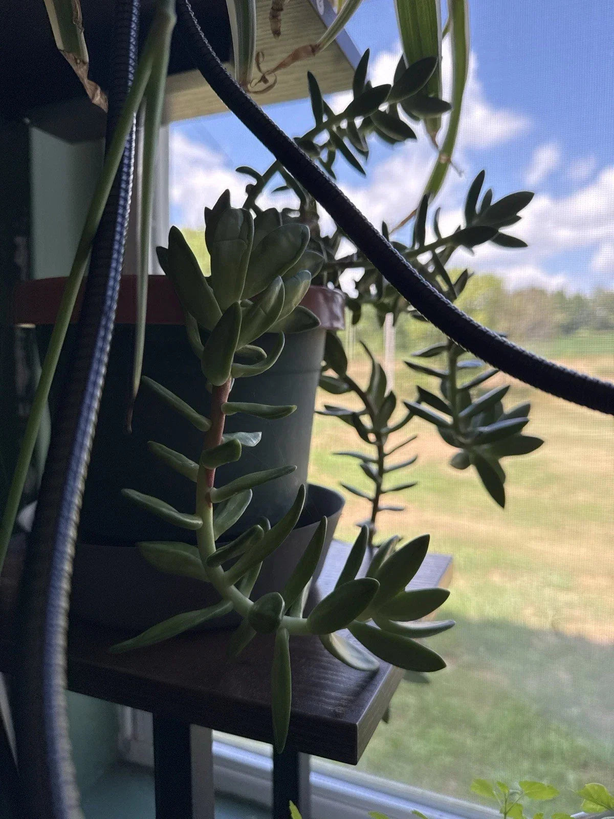 Succulent Leaves for Propagation - 4 Varieties - DIY Planting and Growing Supplies - Easy to Handle and Maintain