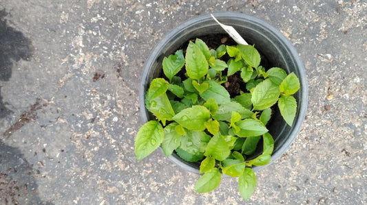 Live Apple Tree Rooted Plant – Honey Crisp, Fuji, Gala, Pink Lady, Granny Smith – Malus domestica, Ready to Plant