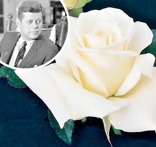 **John F. Kennedy Rose Bush 1-2' White Fragrant Hybrid Tea Plant Rosa 'JFK'**