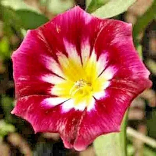 Morning Glory Seeds - Dwarf Vining Mix with Red, Blue & White Blooms - Ipomoea purpurea, Attracts Hummingbirds, 25 Seeds