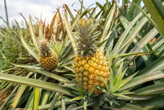 Mauritius Pineapple Seeds - 15+ Ananas comosus Garden Planting, Tropical Fruit, Easy to Grow, Free Shipping USA