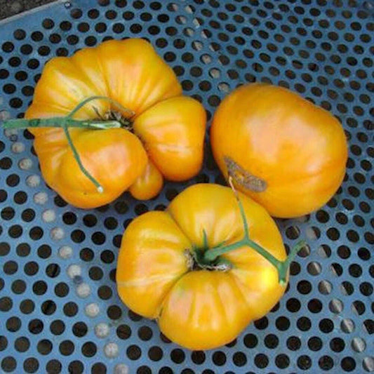 Kentucky Beefsteak Tomato Seeds, Non-GMO Heirloom, Large Juicy Fruits, Solanum lycopersicum, Seed Packet for Home Garden