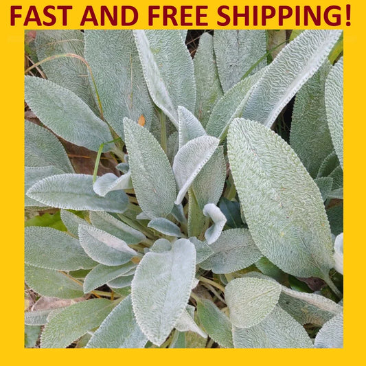 Lamb's Ear Plant Live Rooted Perennials – Green Soft Leaf Stachys byzantina for Garden Borders & Herbal Tea (4 Plants)