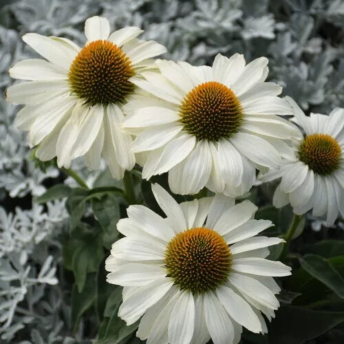 White Coneflower Seeds - 50 Pack - Echinacea Purpurea Perennial Flowers for Garden Beds & Borders - Attracts Pollinators