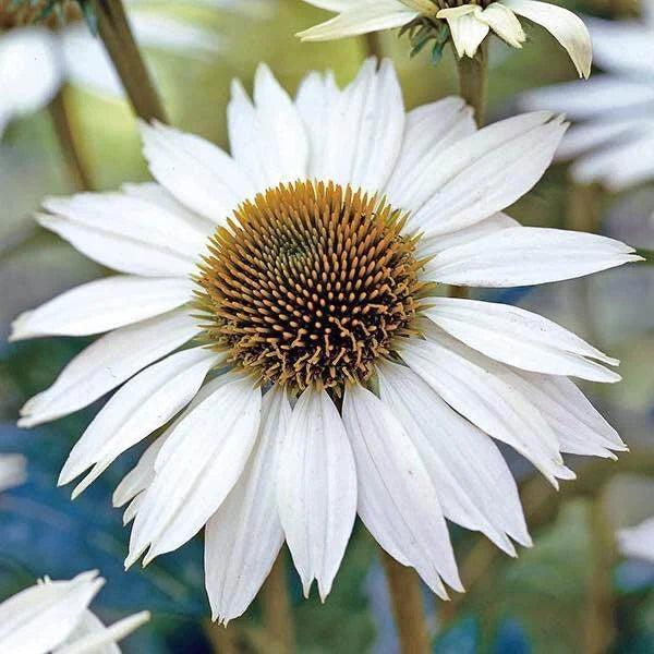 White Swan Coneflower Seeds - Non-GMO Echinacea purpurea for Garden, White Blooms, Butterfly & Bee Attractant, Pack of 25 Seeds
