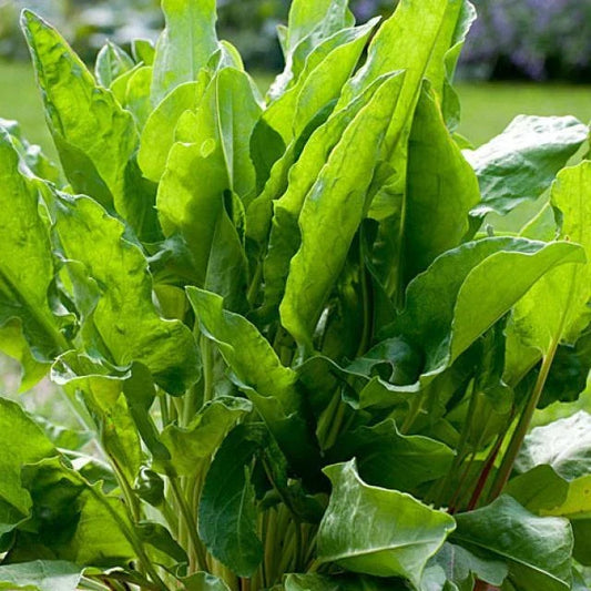 Large Leaf Sorrel Seeds | Heirloom Non-GMO Herb Seeds for Home Gardens | Rumex acetosa