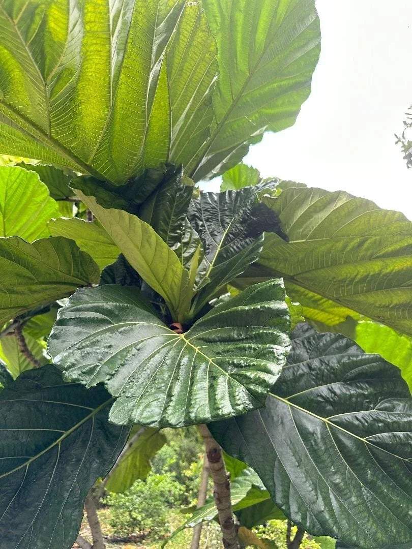 Rare Ficus Dammaropsis Highland Cuttings – 2 Fresh Exotic Indoor Plants – Imported Ficus Dammaropsis for Unique Greenery