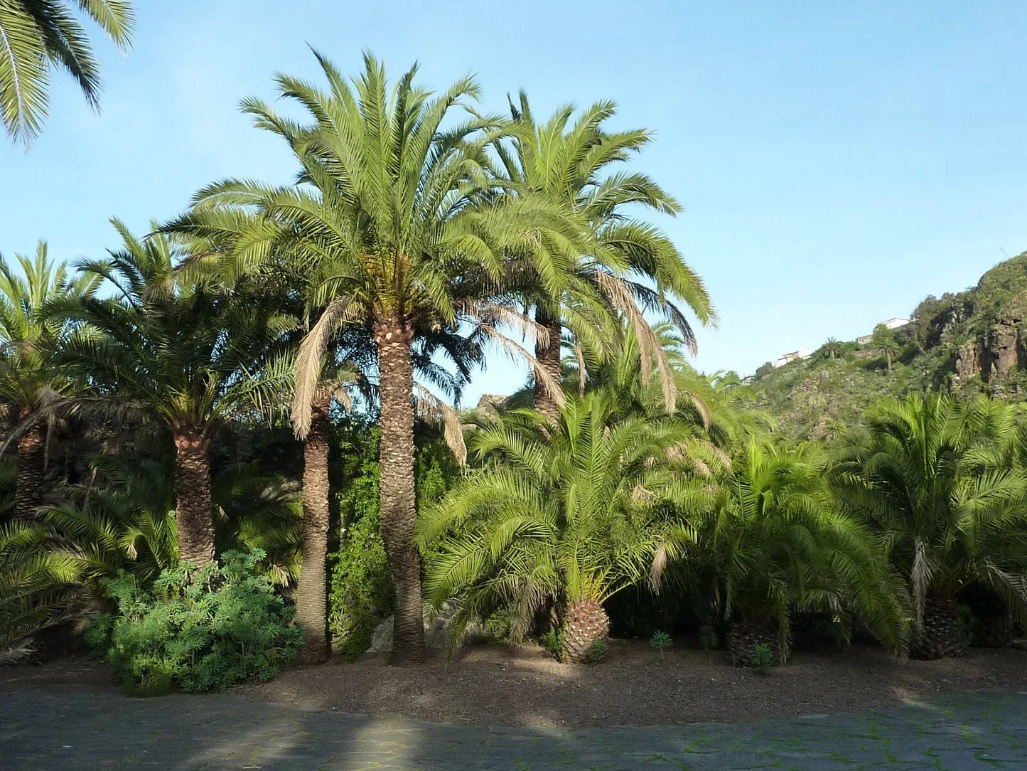 Canary Island Date Palm Seeds, Phoenix canariensis, Tropical Palm Tree Seeds for Garden, Indoor & Outdoor Landscaping, 10 Seeds