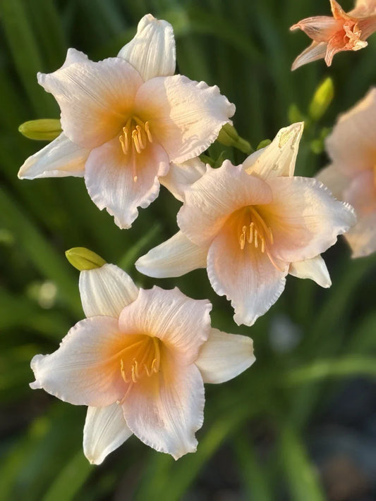 Mini Pearl Daylily Bareroot Fan - Peach Reblooming Hardy Perennial Live Plant - Hemerocallis 'Mini Pearl'