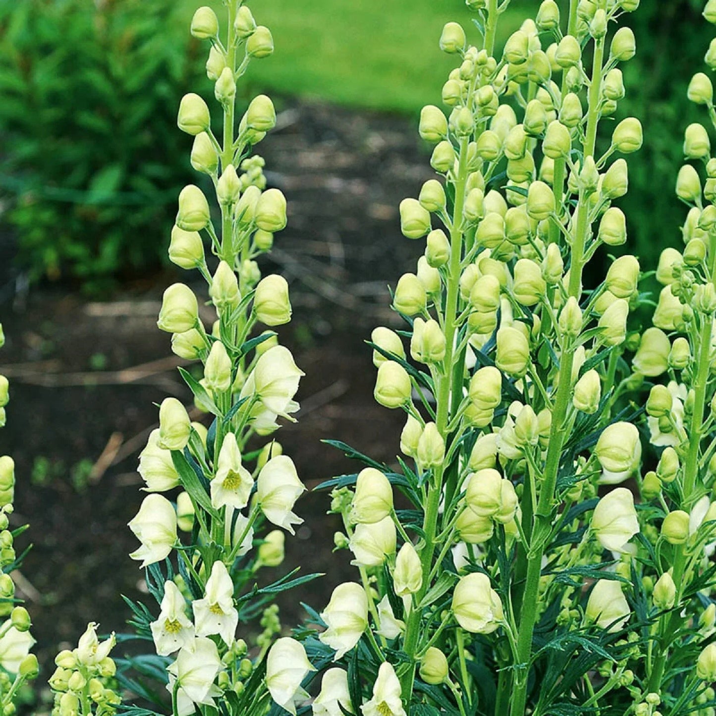 Bearded Monkshood Seeds - Organic Aconitum barnatum Perennial Blue Flowering Plant - Shade Garden, Pollinator Attractant