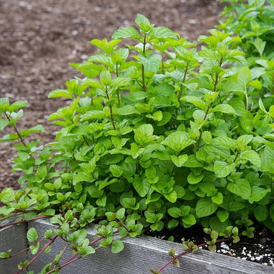 Orange Mint Plant Plug | Live Mentha × piperita citrata for Tea & Culinary Use | Aromatic Herb Starter