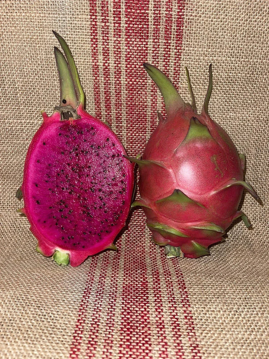 Mature Dragon Fruit Cuttings - Natural Mystic Variety - Hylocereus undatus - Edible Fruit Cactus for Garden or Home Cultivation