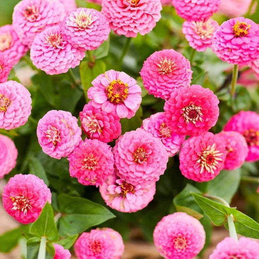 Lilliput Rose Zinnia Seeds - 100+ Pack for Garden, Flower Bed, Container Planting - Zinnia elegans, Vibrant Blooms, Easy to Grow