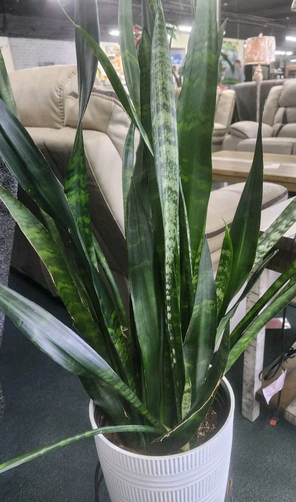 Sansevieria Snake Plant Starter Leaf Cuttings – 4 Varieties – Indoor Houseplant Propagation – Sansevieria trifasciata