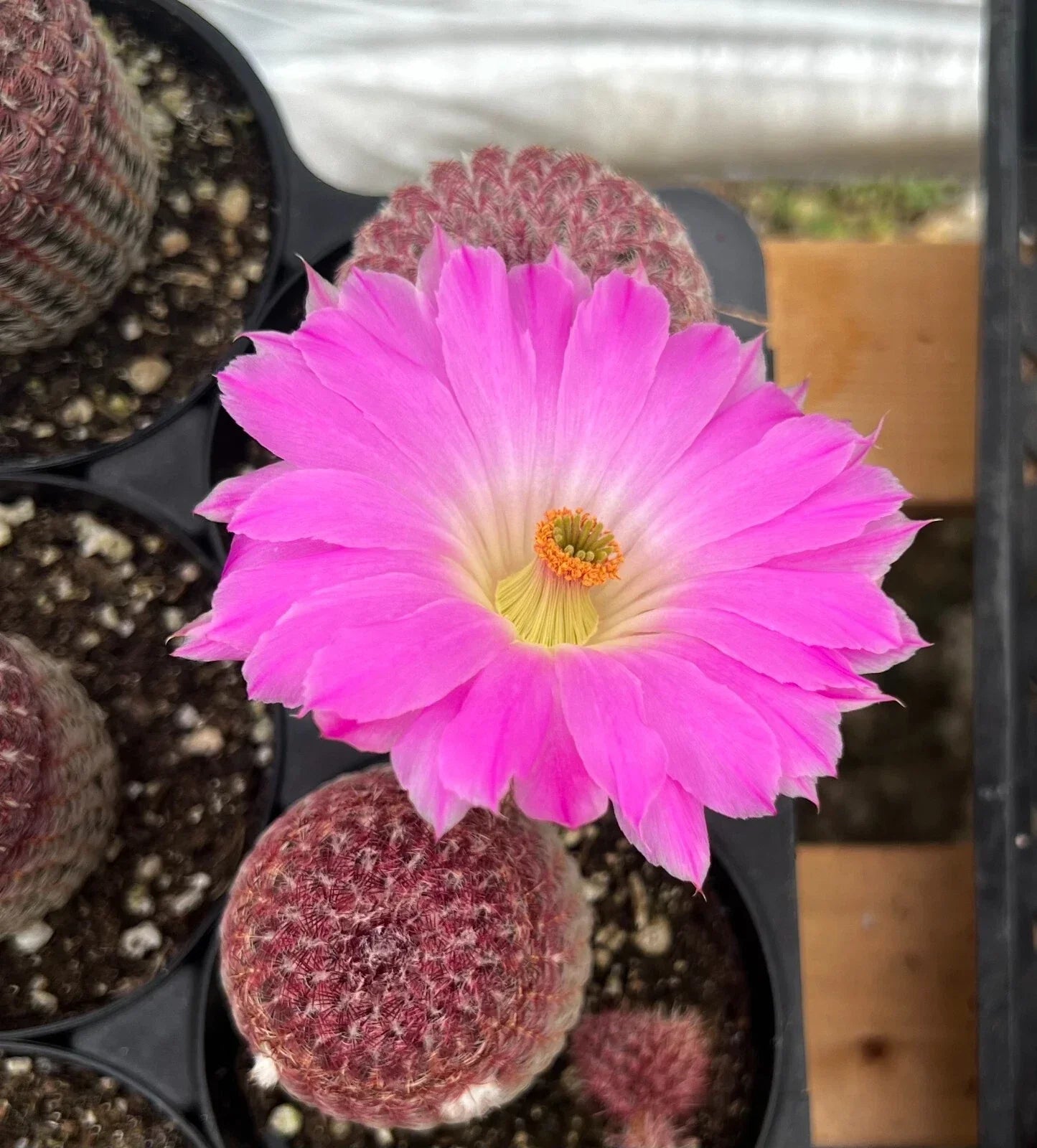 Arizona Rainbow Cactus Live Plant 4" Pot Echinocereus rigidissimus Pink, Yellow, Green Cactus for Indoor Outdoor Gardens