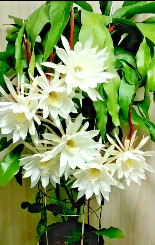 Night Blooming Cereus Cactus Orchid, 4" Pot, Epiphyllum oxypetalum, Rooted Indoor Flowering Succulent, Exotic White Night-Blooming Plant