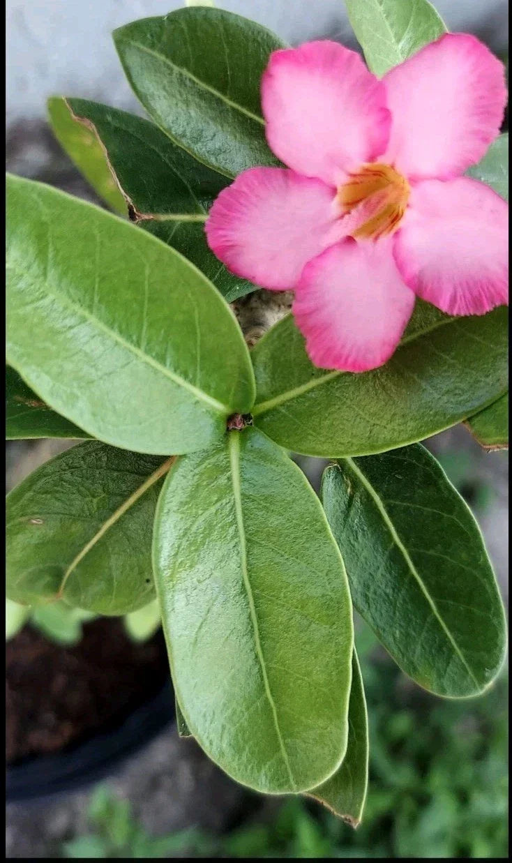 Desert Rose Cuttings - Rare Pink Adenium obesum Succulent for Propagation - Drought-Tolerant Plant, Indoor or Garden Cultivation