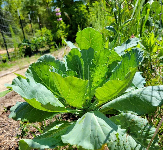 Organic Collard Greens Seeds - 25 Pack - Brassica oleracea var. viridis - Florida Grown, Heirloom, Nutritious, Easy to Grow