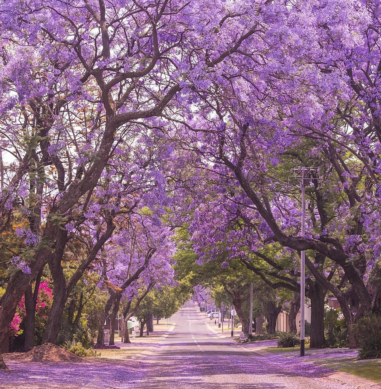 Jacaranda Tree Seeds | Lavender Blue Flowers | Tropical Deciduous Plant | Jacaranda mimosifolia Seed Pack