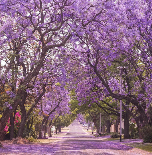 Jacaranda Tree Seeds | Lavender Blue Flowers | Tropical Deciduous Plant | Jacaranda mimosifolia Seed Pack
