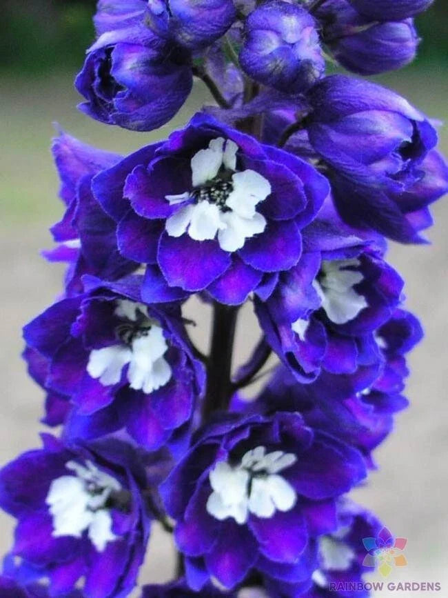 Delphinium Seeds - 200+ Dark Blue & White Bee-Friendly Flower Seeds for Garden Borders & Cut Flowers (Delphinium spp.)