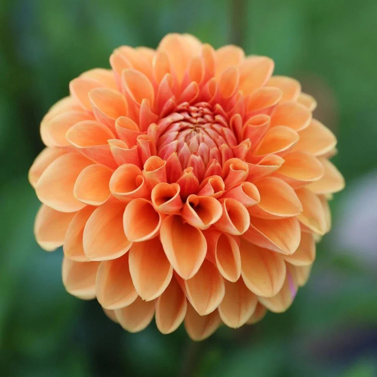 Maam Dahlia Seeds 25-Pack | Perennial Flowering Garden Seeds | Vibrant Multi-Color Blooms | Dahlia pinnata