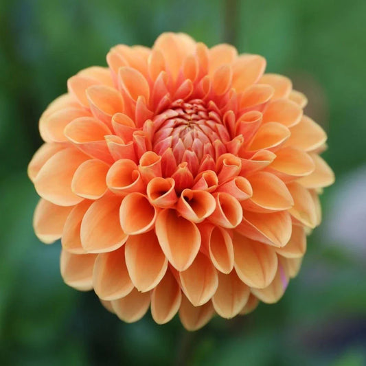 Maam Dahlia Seeds 25-Pack | Perennial Flowering Garden Seeds | Vibrant Multi-Color Blooms | Dahlia pinnata
